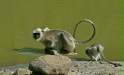 Common Langur